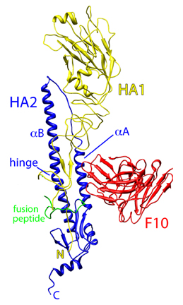 Ribbon diagram of the influenza virus H5